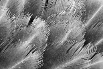 macro photo of gray hen feathers. background or textura