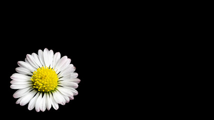 Fototapeta na wymiar pretty daisies on a black isolated background