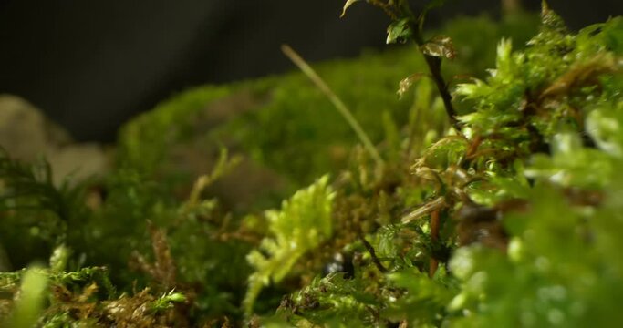 detailed extreme close-up of moss and grass in the forest. dark background.
