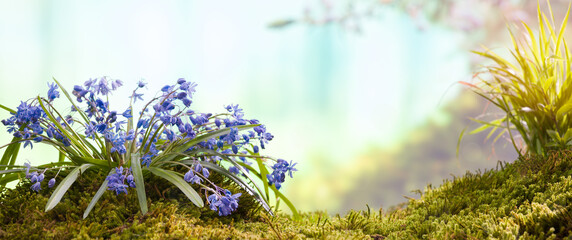 Blue wild flowers and herbs. Spring in the forest