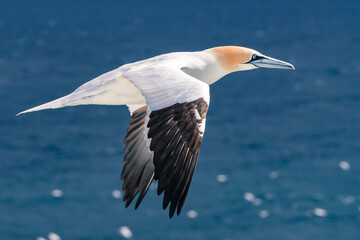 Northern gannet flies above blue waters of the North Atlantic ocean near Iceland. Elegant Morus bassanus travels through the arctic.