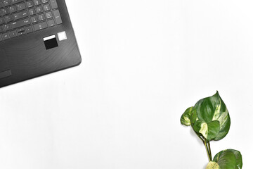 Flat lay, office desk table with laptop and money plant on white background.
