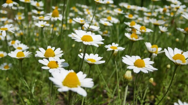 A field with white beautiful daisies. Travel and romantic confessions