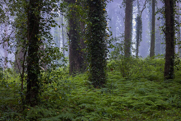 Obraz premium Morning fog in Sintra forest, Portugal