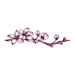 Spring floral plant garden vector illustration. Sakura hand-drawn cherry blossom cartoon branch. Beautiful card cherry line invitation isolated on white.