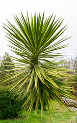 Green Foliage of Aloe Yucca Bordered (Yucca Aloifolia Marginata) or Spanish bayonet dagger....
