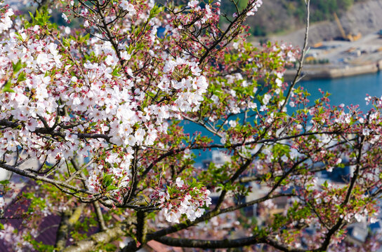 Sakura full bloom at Mt. Senkoji in Onomichi town, Hiroshima, Japan.