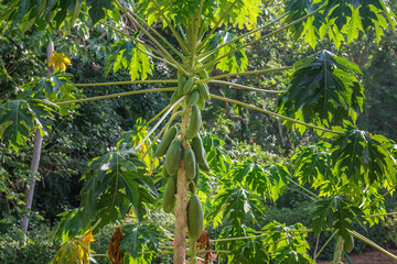 Organic green papaya fruit on papaya tree in farm.