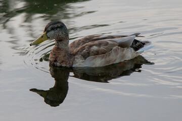 duck in the water