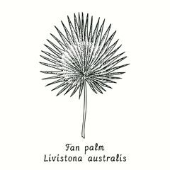 Fan palm (Livistona australia) leaf. Ink black and white doodle drawing in woodcut style.