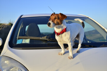 A small Jack Russell Terrier standing on the hood of the car.