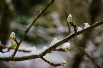 New Buds Covered by April Snow
