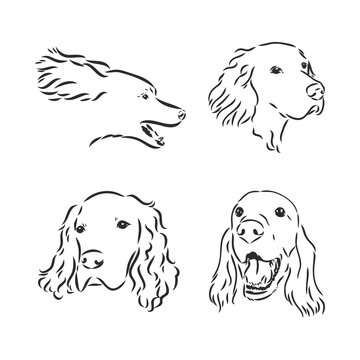 Sketch of Dog Irish Setter. Vector Illustration