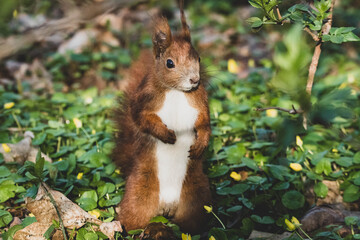 Eichhörnchen im Stadtpark