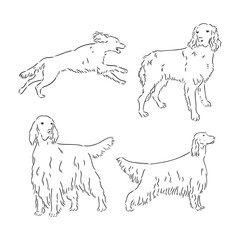 Sketch of Dog Irish Setter. Vector Illustration