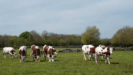 Fototapeta na wymiar Troupeau de vaches dans le Jura