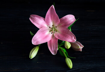 Pink, delicate, decorative lily (Lilium) with buds close-up