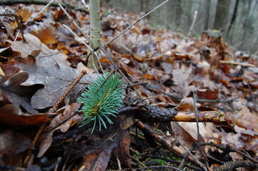 autumn leaves on the ground