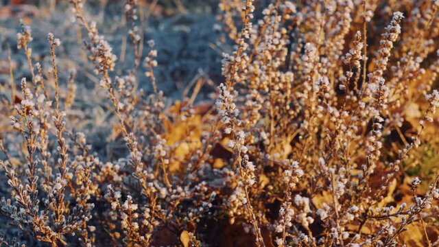Local plant life in Veluwe National Park, Netherlands, close up - Powered by Adobe