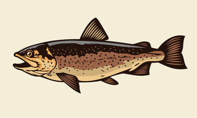 trout fish