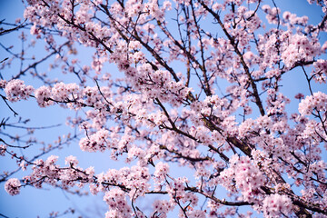 Frühling blüht Zweig mit rosa Blumen und Himmel