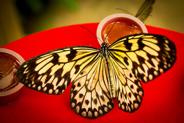 Black and orange open butterfly