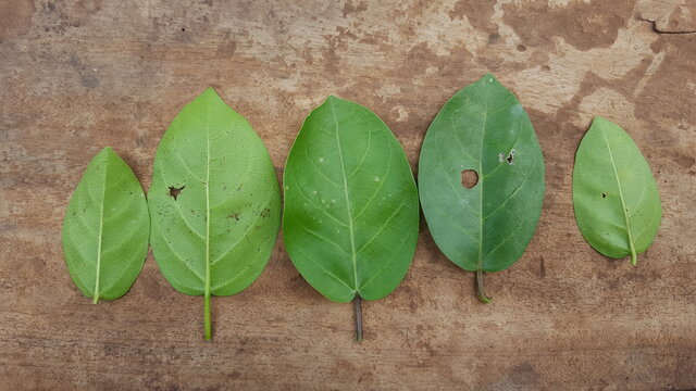 Premna serratifolia leaves on the board