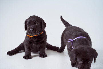 Two black Labrador puppies on a white background