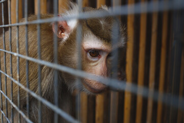 animal abuse. portrait of a sad monkey in a cage