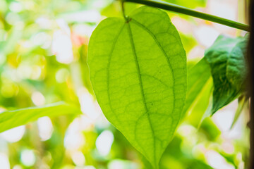 Fototapeta na wymiar Close up Laurel clock vine leaves, Green detox plant.