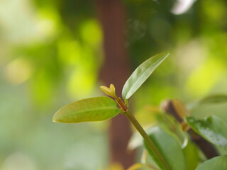 be in a bud, put forth fresh leaves, Sprouting young leaves on tree, green nature background