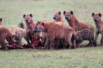 Closeup shot of hyenas in the field
