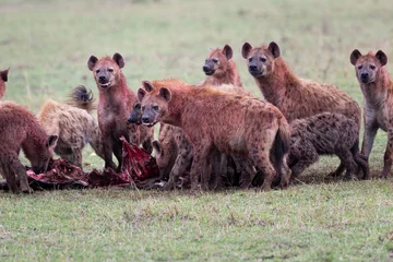 Photo sur Plexiglas Hyène Gros plan sur des hyènes sur le terrain