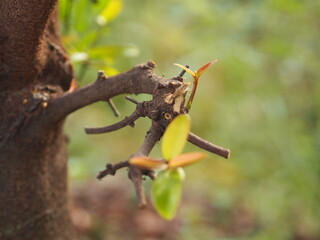 be in a bud, put forth fresh leaves, Sprouting young leaves on tree, green nature background