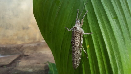 Sathrophyllia perches on green leaves