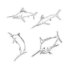 Hand drawn swordfish. Vector illustration in sketch style