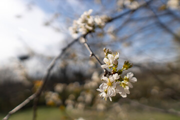 Blüte Kirsche Frühling 1
