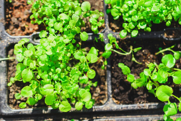 Spring young plants close-up in the ground. Green leaves. Spring planting.