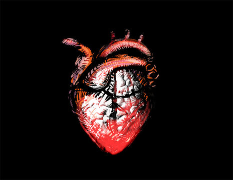 Illustration of human heart on black background