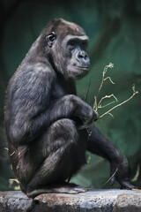Calmly sits on the pope with a twig female chimpanzee, green background, figure in profile - 427408109