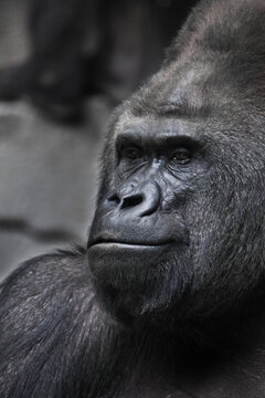 Contented pacified powerful male gorilla portrait side view, half smile confident man