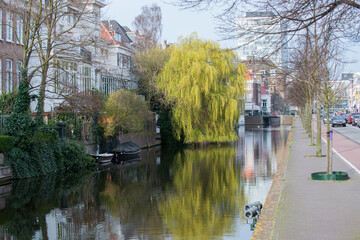 Fototapeta premium Canal in The Hague, the Netherlands with Weeping Willow (Salix babylonica)