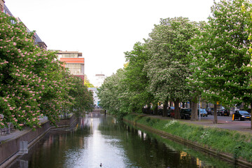 View on a town canal with horse chestnut (Aesculus hippocastanum) trees on the quayside in bloom in The Hague, Holland