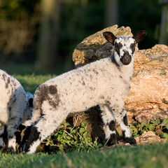 Lambs playing in a field in springtime, North Yorkshire, England, United Kingdom