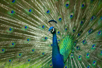 Fototapeta na wymiar Green and blue peacock with feathers opened