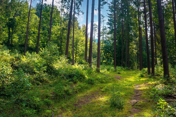 mixed forest on the sunny summer day. grassy ground in dappled light. freshness of the carpathian woods