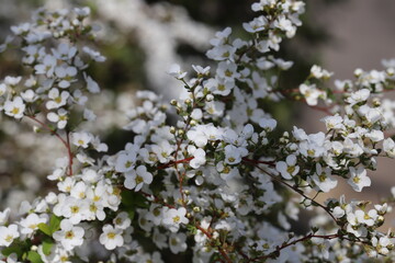 Fototapeta premium 早春の公園に咲くユキヤナギの白い花
