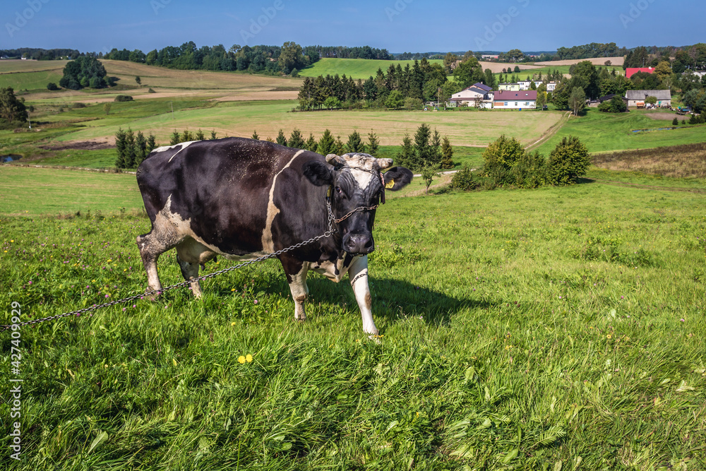 Wall mural Cow on a pasturage near Kartuzy town, Kaszuby region, Poland