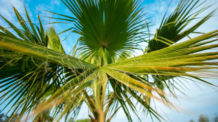 Fototapeta premium Palm leaf on blurred beach natural bokeh of tropical sea water with sun light background.