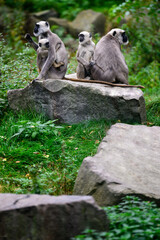 Semnopithecus entellus - Sacred Hulman with cub.